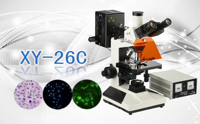 三目荧光显微镜XS-26C