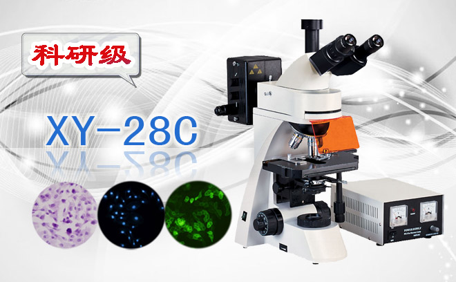 三目荧光显微镜XS-28C