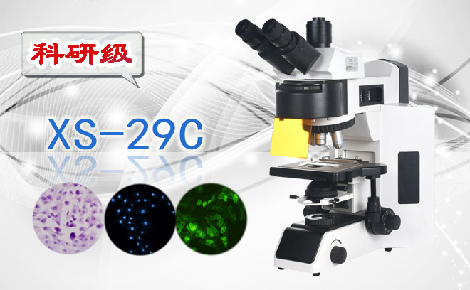 五波段LED荧光显微镜XS-29C